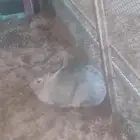 للبيع أرنب   كفو