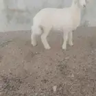 الطائف حي الواصليه