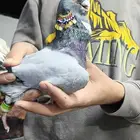 حمام شامي التواصل على الواتساب