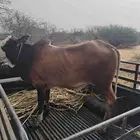عجل بلدي