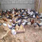 دجاج وديوك للبيع