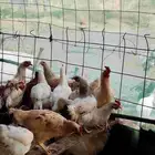 ديوك لوهمان براون