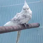 للبيع جوز كروان البينو