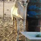 سلام عليكم ورحمة الله وبركاته