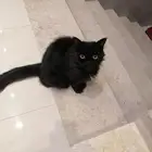 قط شيرازي للتبني