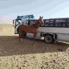 ديناء هيدروليك لتحميل والنقل للتواصل
