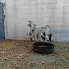 عنز بيشية متاومه