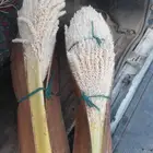 لقاح نخل مضمون