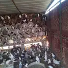 للبيع حمام