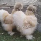 للبيع طقم دجاج قطني زعفراني