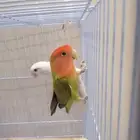 زوج روز للبيع