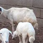 نعجه للبيع معها رخل فاخره وحليبها وافر نعجه رعويه