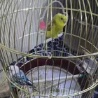 عصافير طيور الحب