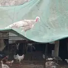 رومي