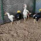 كوشامو ( فارسي قزم)