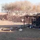 حمام للبيع مشكل الانواع الموقع ميقوع
