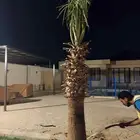 نخل واشنطونيا الزينه