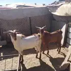 تيوس فحول كفو