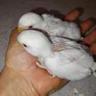 فرخين ببغاء روز البينو