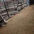 خيمة وبيت اشعر