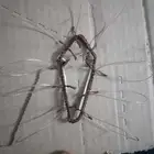 شبك لصيد الصقور