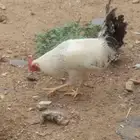 3ديوك للبيع كبار وسط ديوك بلدي وفيومي