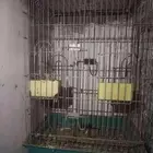 اقفاص طيور وحيوانات لللبيع