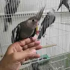 فرخ كروان هولندي