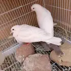 صنعاوي حجم صغير وقماري