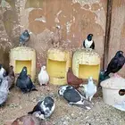 حمام شامي للبيع