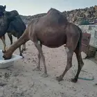 سلام عليكم ورحمة الله وبركاته