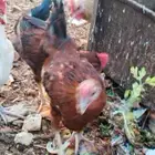 ديوك بلدي اصل شرط الموقع الزلفي