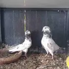 حمام باكستاني