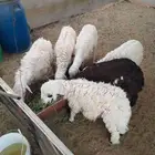 خمسه طليان مناسبات