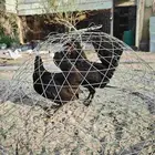 للبيع ديك ودجاحه الوان أسود