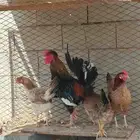 دجاج عربي تراثي دم صافي حجم طيب توهن بدن بلبيض