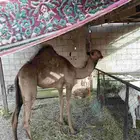 عجم لباني