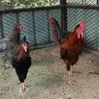 دجاج فرنسي احمر.
