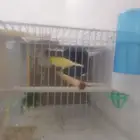 جوز كناري منتج عندة بيض