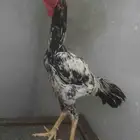 ديك باكستاني