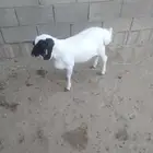جذع بربري مقفل شحم ولحم