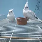 للبيع جوز كروان