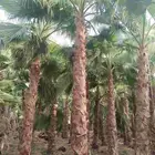 نخل واشنطونيا الزينه