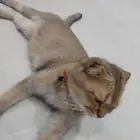 قطة