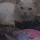 قط لتبني اسمه اسماعيل الصحه ممتازه مره