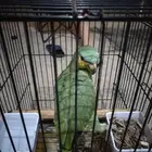 امازون للبيع العمر سنه محجل 2024