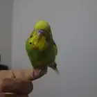 ذكر بادجي