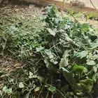 ارانب ووبران جنوبيه