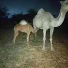 ناقه اركيه للبيع