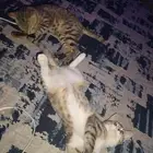 قطو أنثى وذكر